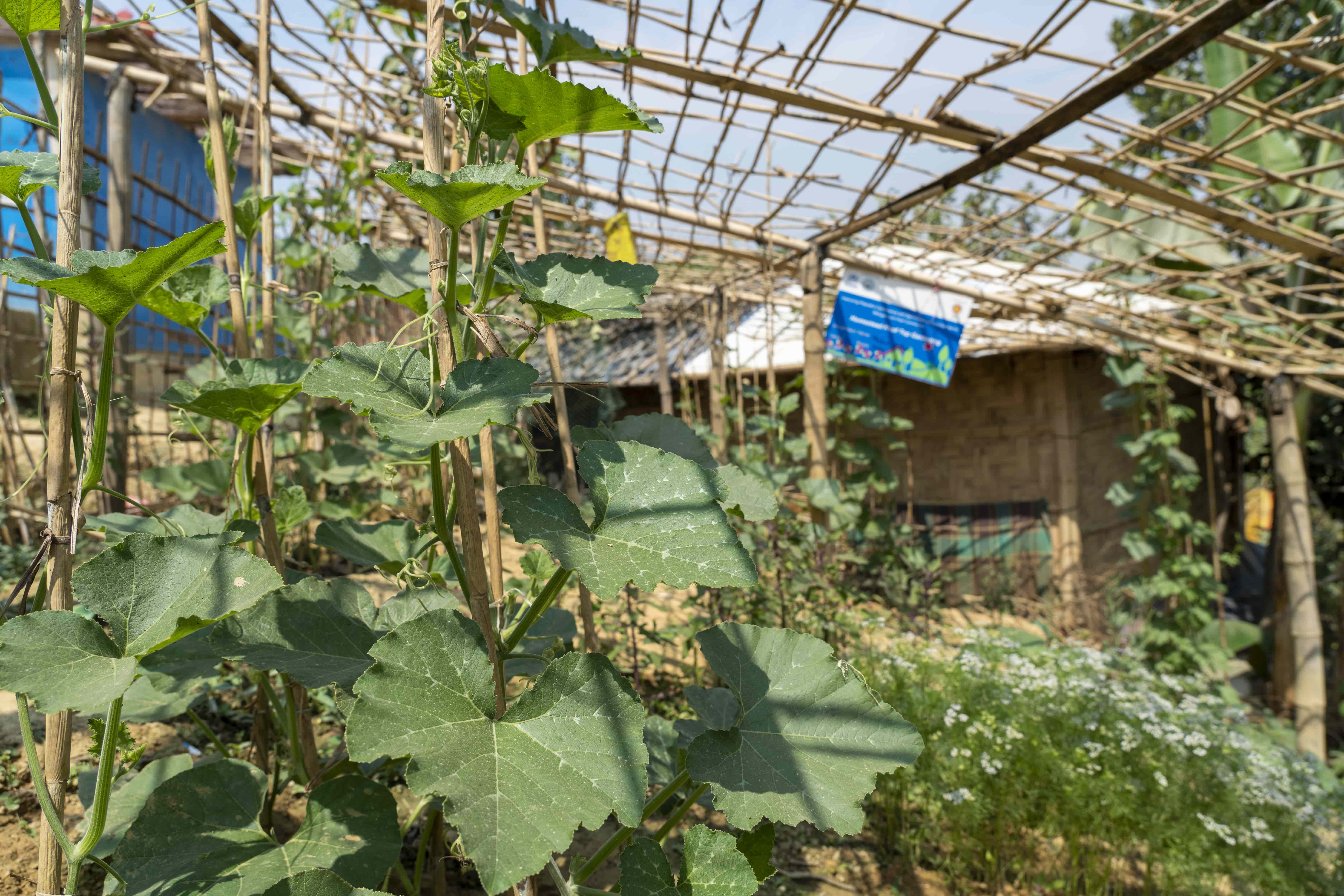 Bangladesh Rooftop garden Cox's Bazar