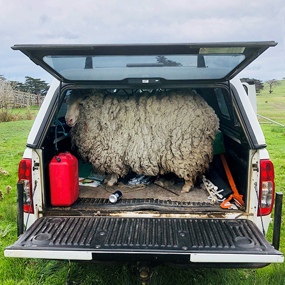 Prickles the 'social distancing' sheep after being rescued